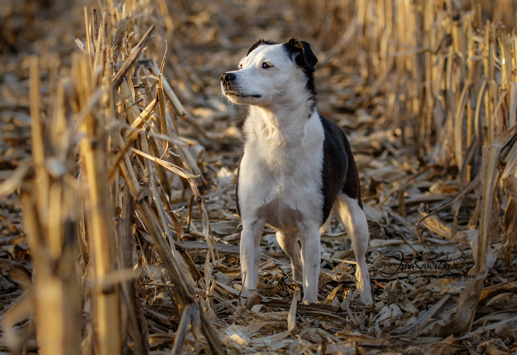 Dog Photography