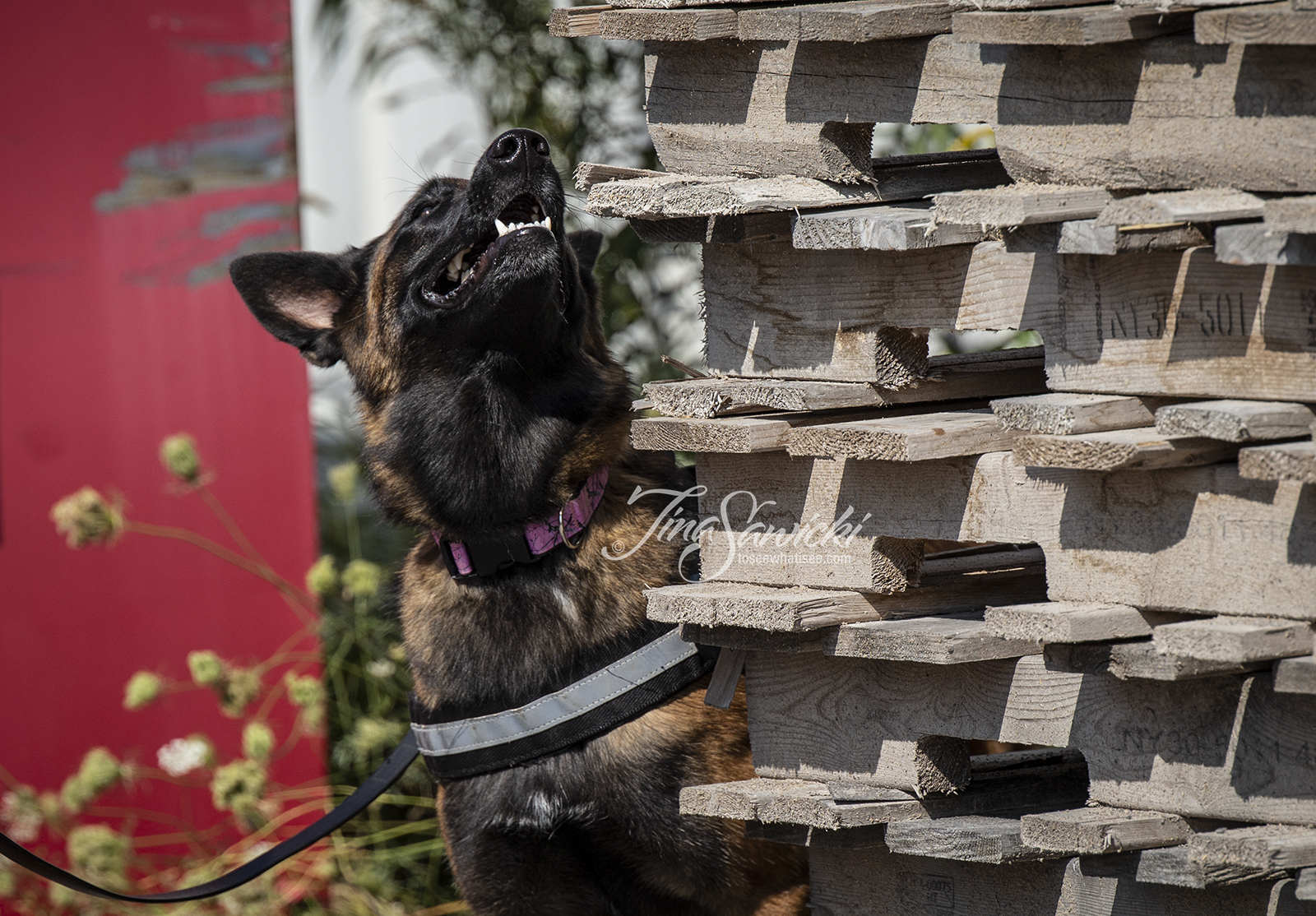 Dog Sports