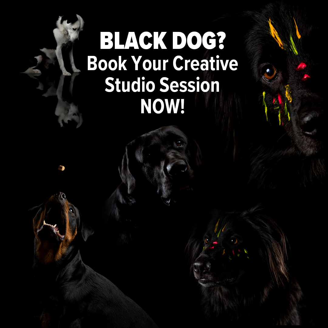 Creative Black Dog Photo Sessions